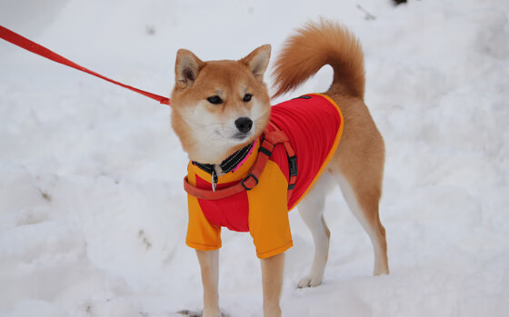 以球会友：全国各地足球嘉年华盛大开启，足球嘉年华活动报道