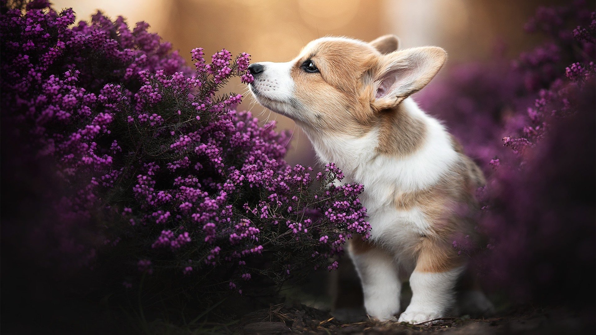 国内足球市场逐步壮大，产业链不断延伸，足球产业规模