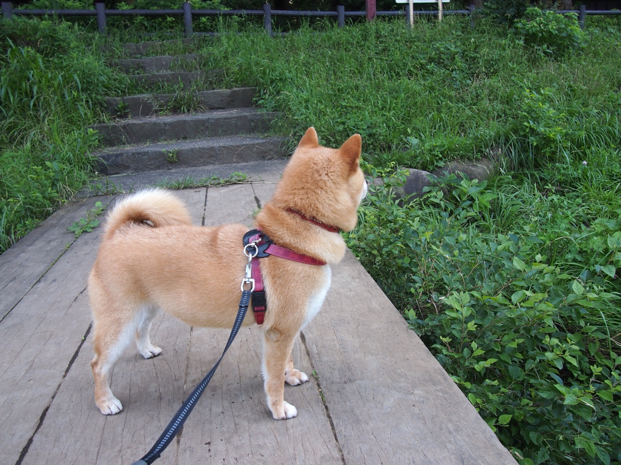 九游官网下载电脑版-“大数据指导下的青训体系——培养未来超级巨星的科技支撑”，大数据青春饭