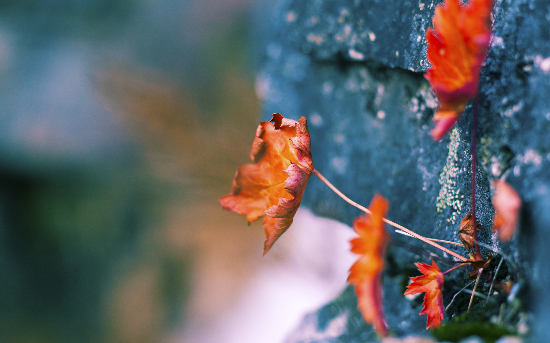 JIU YOU GAME-“德甲最后几场争夺激烈，战况不断升级”，德甲最后一轮对阵