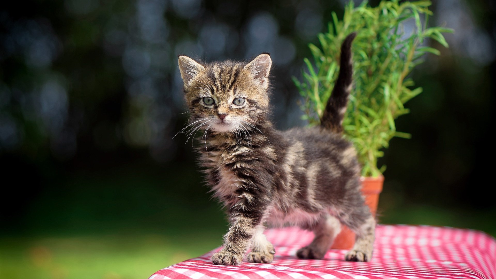 九游娱乐(jiuyou)官方网站-“意甲积分排名极速变动，赛季冲刺渐入高潮”，意甲最新积分排名榜