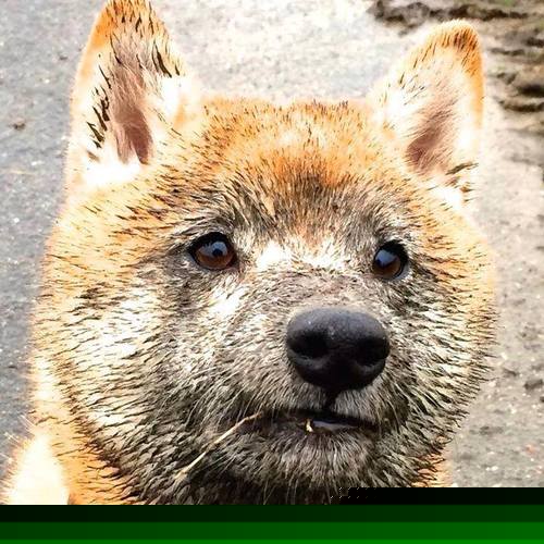 九游下载安装-“意甲经典对决：攻防两端精彩纷呈”，意甲身体对抗