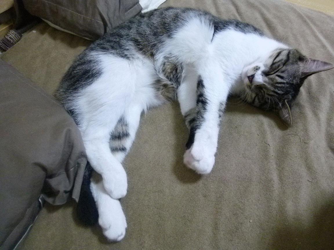 九游登录中心-《电竞冬奥：虚拟运动会引领新潮流》，电竞奥运会比赛项目