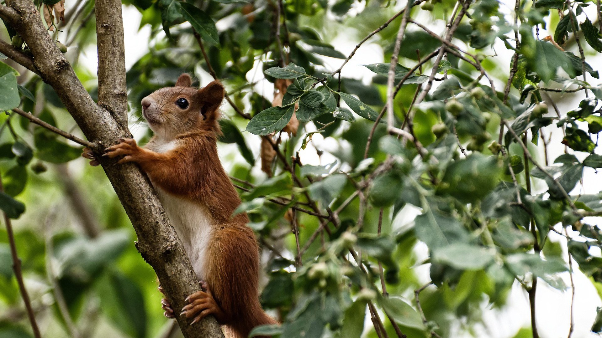 【冠军之路】马克·塞尔比：从逆境中崛起的坚韧精神，马克塞尔比的人生经历