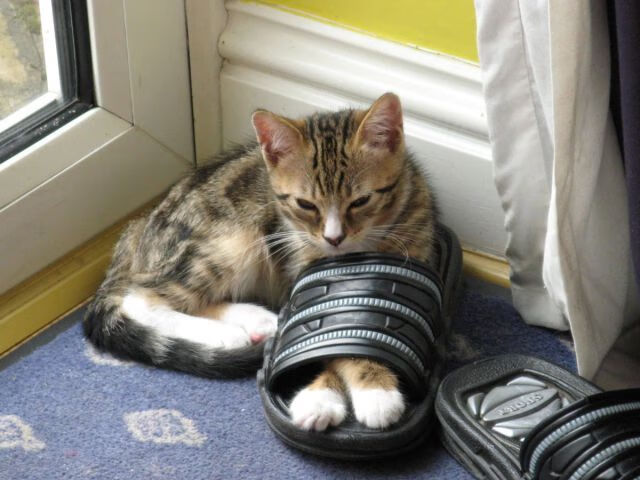 【冠军争夺战】本赛季辉煌的冠亚军对决回顾,冠军亚军季军站位图