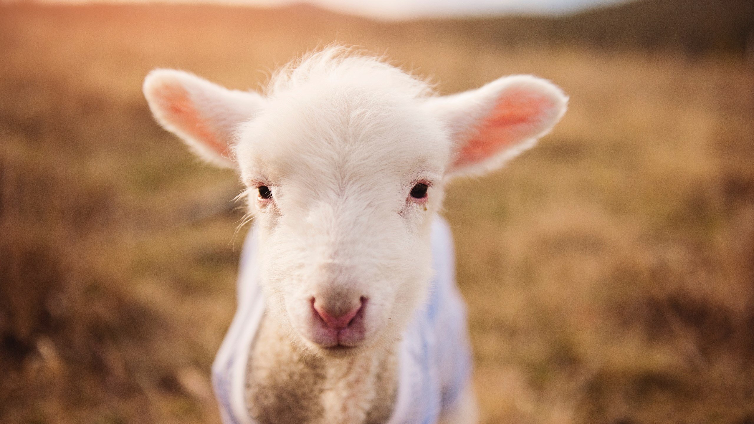 九游sports-【粉丝狂欢】支持球队的庆祝活动，足球俱乐部粉丝