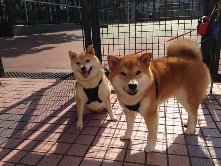 一场比赛：库里在火箭队比赛中投中13个三分，打破NBA单场远投纪录！