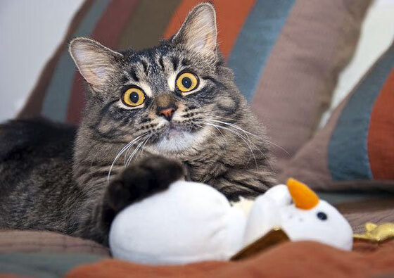 九游sports-世界体育日特别策划：那些年我们追过的体坛英雄，世界体育名人介绍