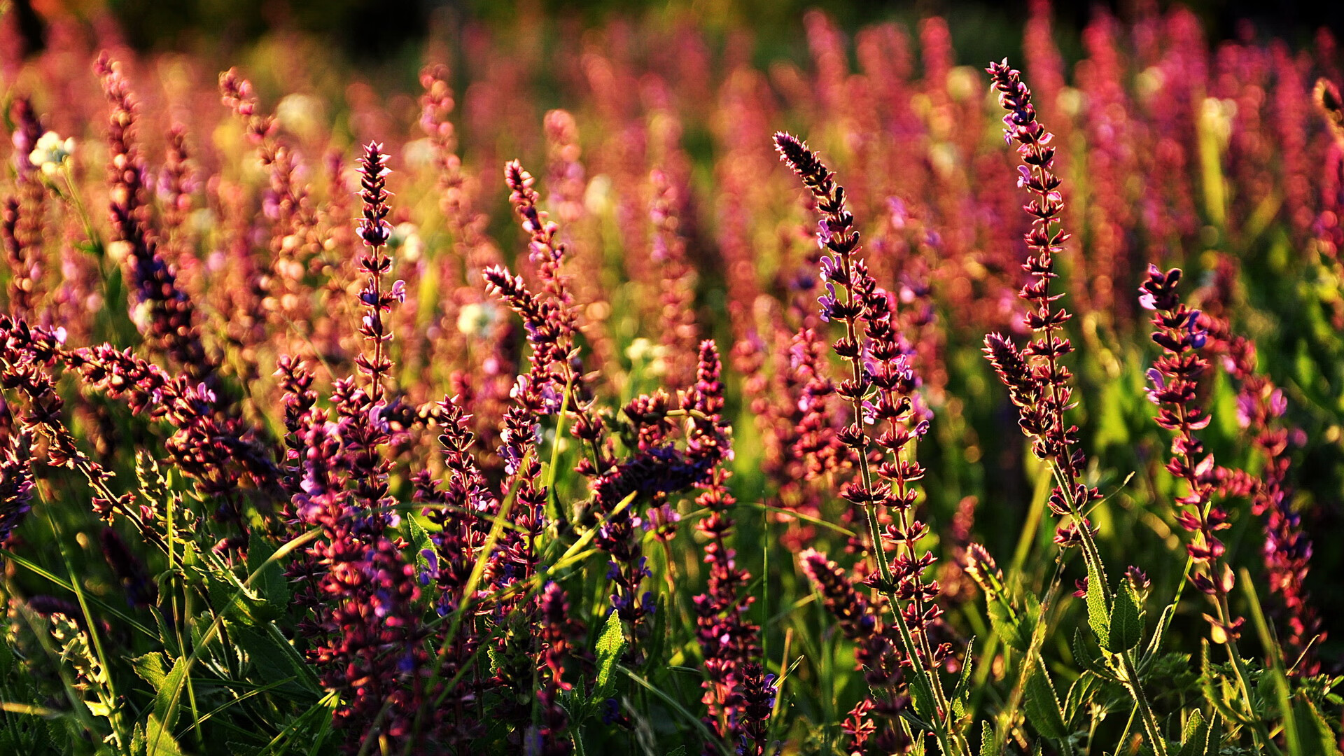 九游电脑版-中国女子足球队迎难而上，冲击奥运奖牌，中国女子足球奥运会最好成绩