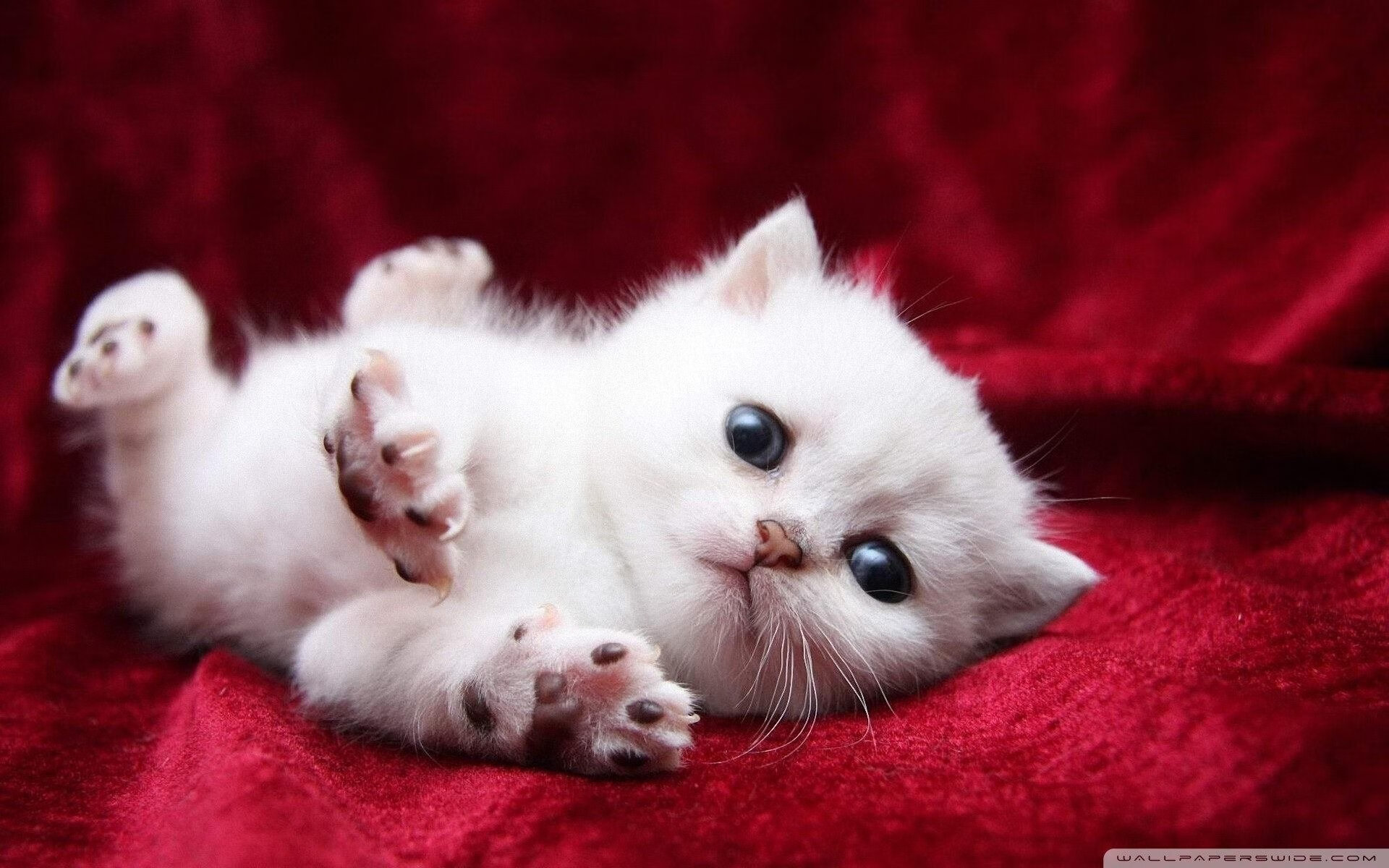 中国足球全产业链融合发展,迎来新机遇,中国足球产业白皮书