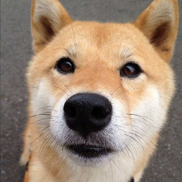 中国足球全产业链融合发展,迎来新机遇,中国足球产业白皮书