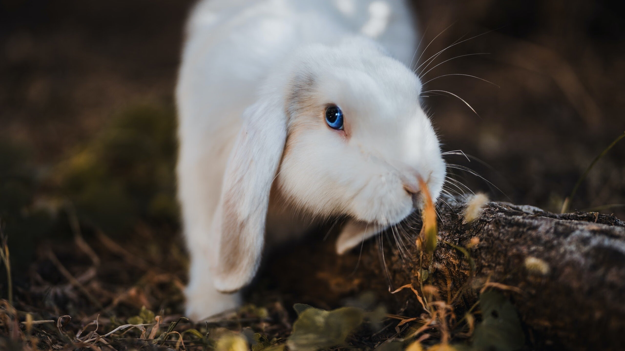九游网页版官网入口-中游争霸：谁能登顶中游格局？，中游争霸_谁能登顶中游格局
