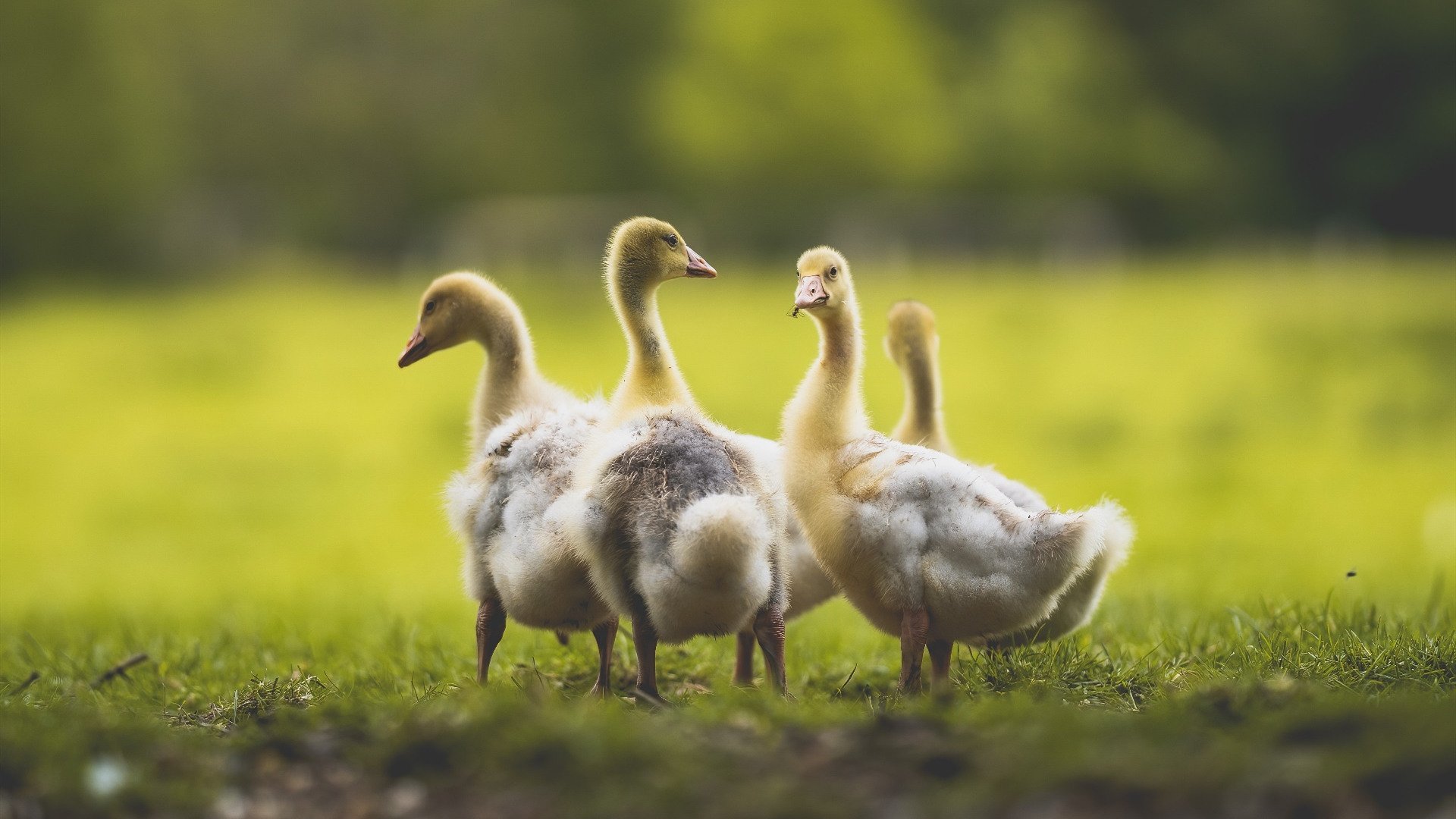 JiuyouAPP下载-以文化为纽带的足球交流活动频繁举办，为足球文化节设计三项活动