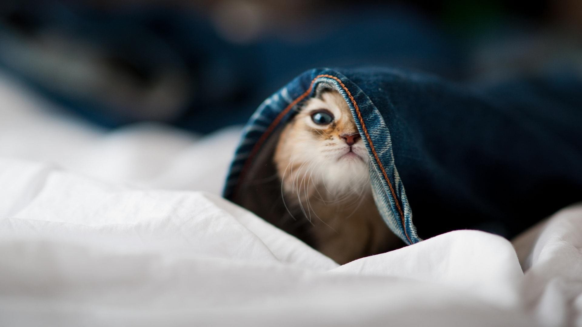 九游网页版官网入口-利物浦高压战术屡屡奏效，连续五场零封，官方_利物浦压哨连签两大中卫 白菜价补强