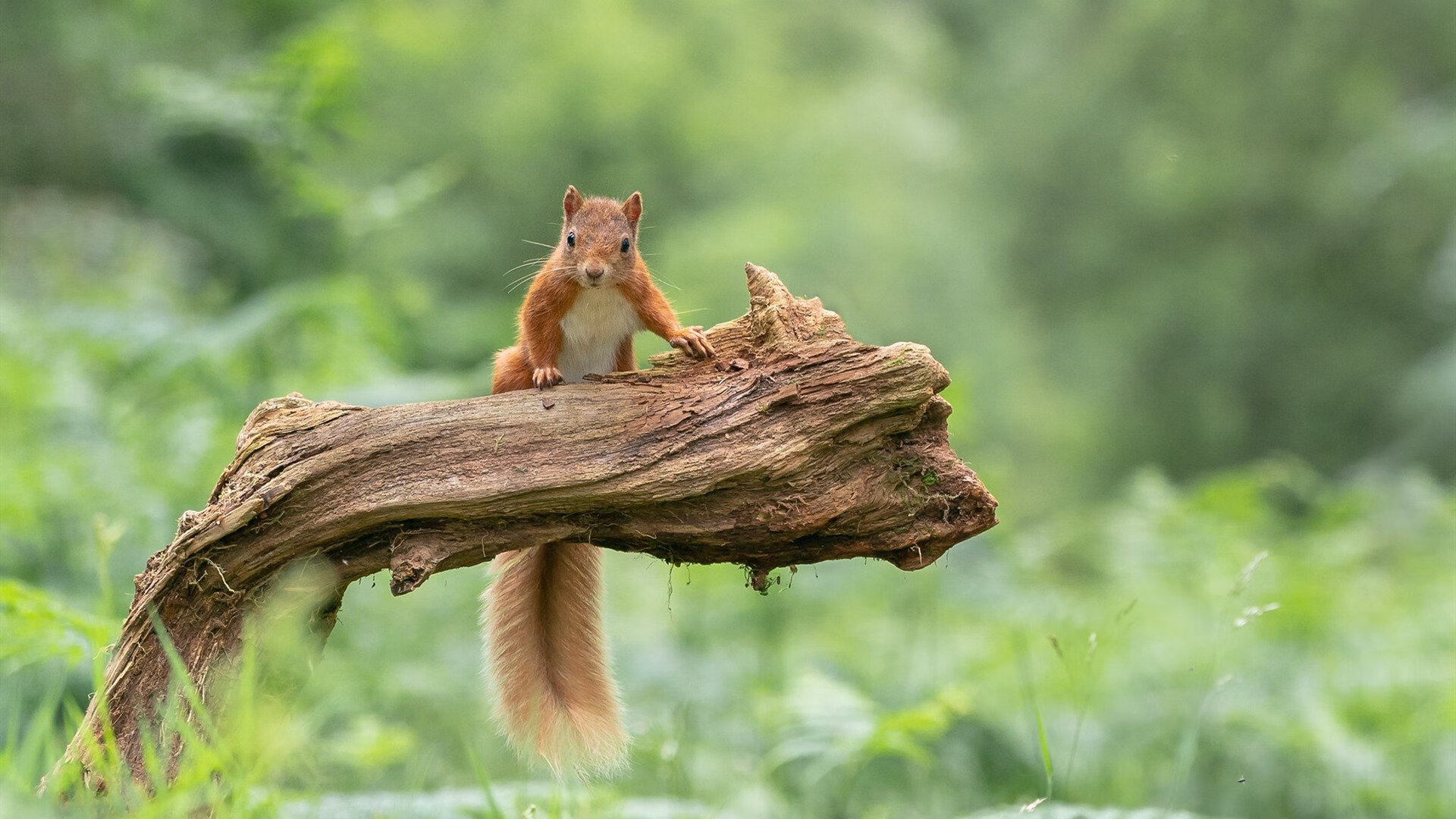 史上最“燃”的季后赛夜战,你看过哪一场?,季后赛战果