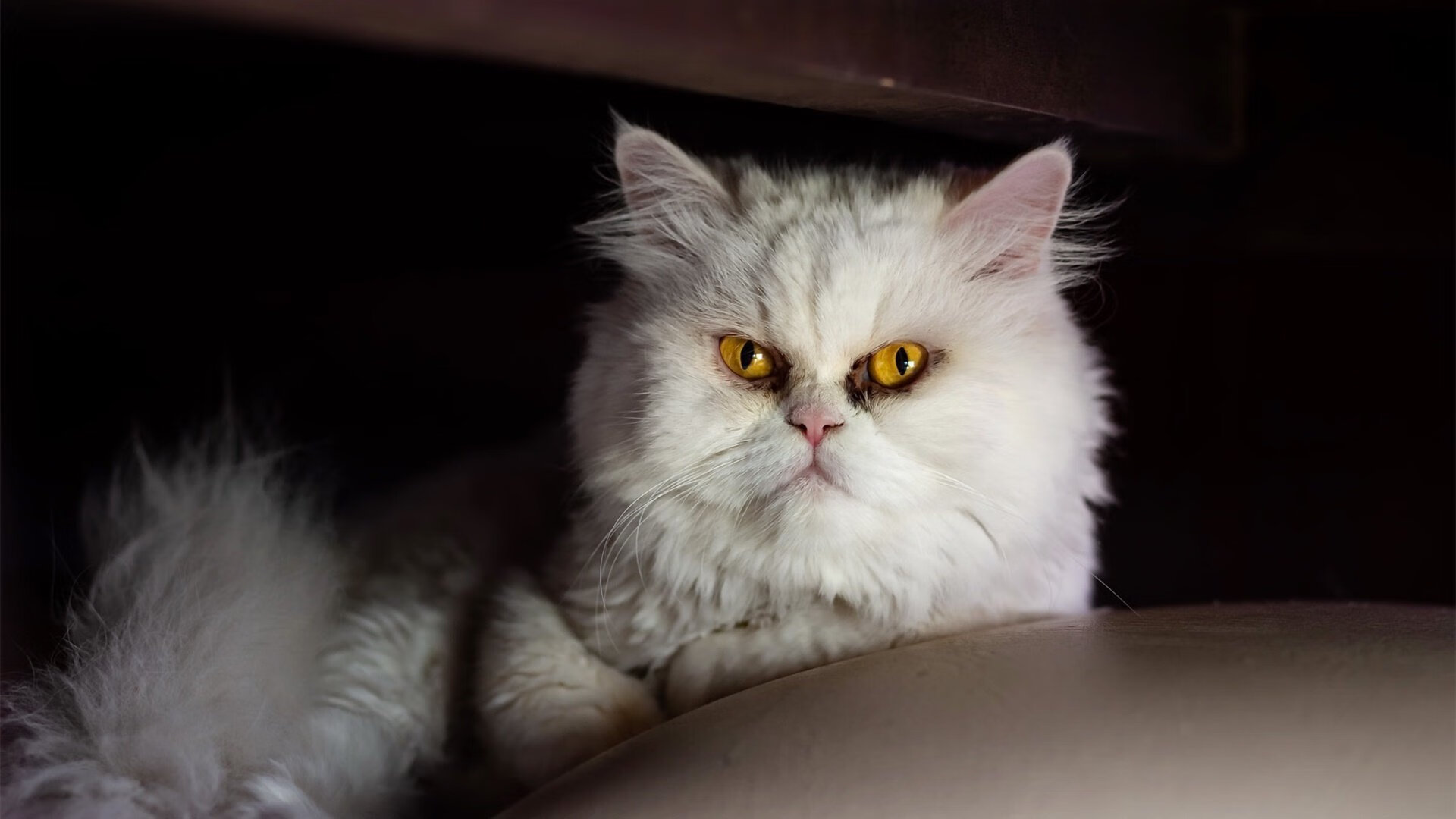 史上最“燃”瞬间：投篮、扣篮、盖帽，点燃全场的精彩表现，投篮扣球